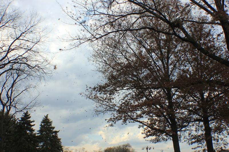 Leaves blowing across the road, outside Sewall Center. 