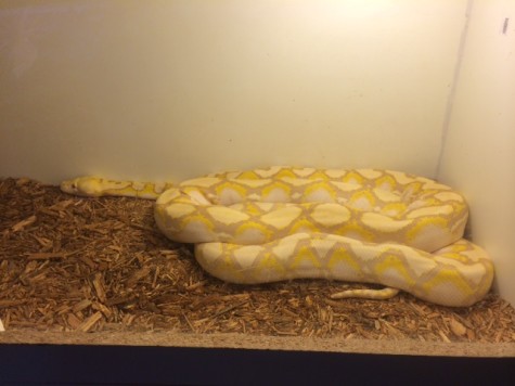 Off the Hook features a 12-foot Albino python that is a friendly snake