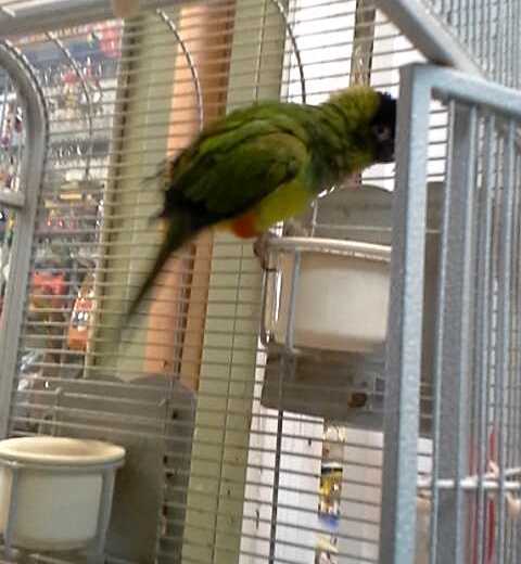 Arthur, a Parakeet, is way ahead of his training schedule and has already became a lot more friendly in just two weeks