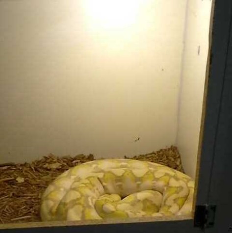 This 12-foot python spends much of the day sleeping.