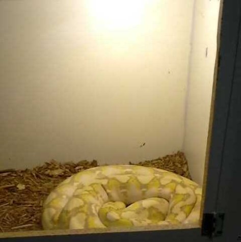 This 12-foot python spends much of the day sleeping.