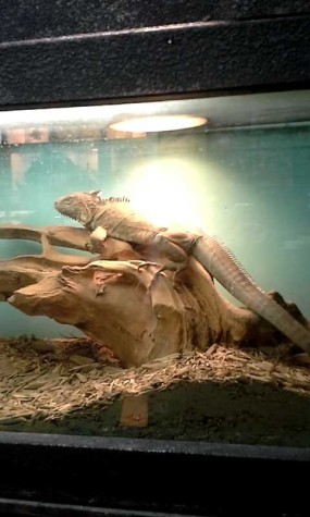 This bearded dragon is one of the more intimidating animals Off the Hook has to  offer