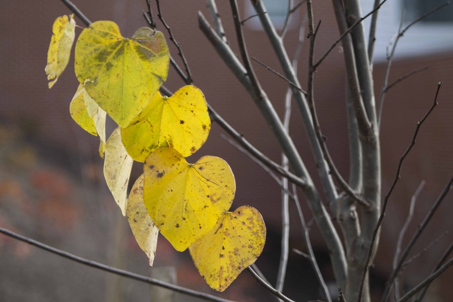 Fall Campus