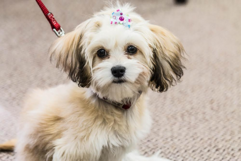 Counseling Center adopts new dog to become Therapet