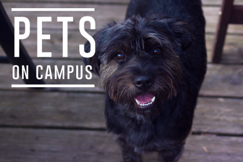 Emotional support animals join the Colonial family