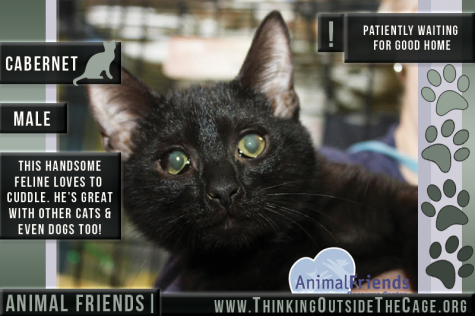 Pet of the Week: Cabernet