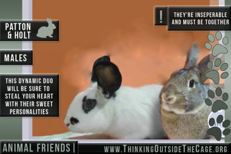 Pet of the Week: Patton and Holt