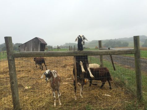 Friendly Goats