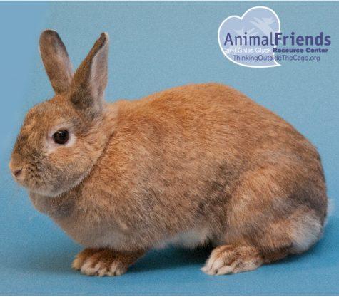 Pet of the Week: Lady Day