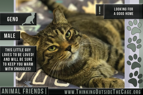 Pet of the Week: Geno