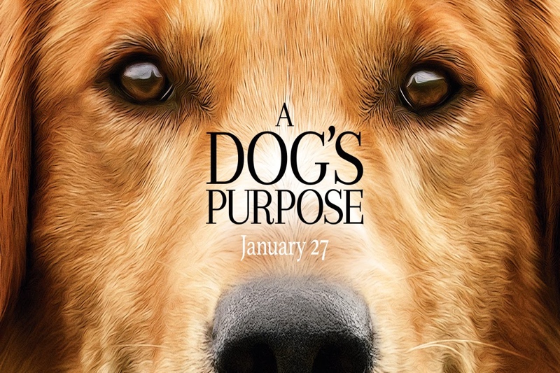 A Dogs Purpose Review