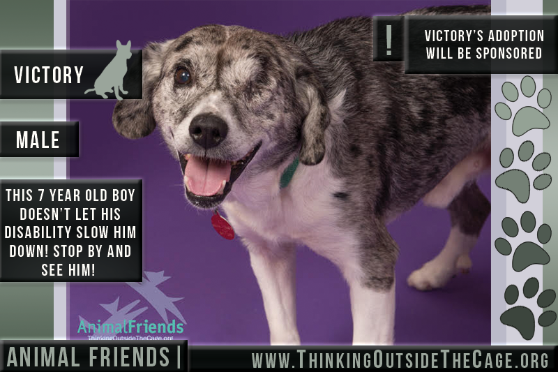 Pet of the Week: Victory