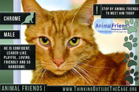 Pet of the Week: Chrome