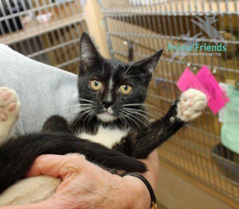 Pet of the Week: Ned