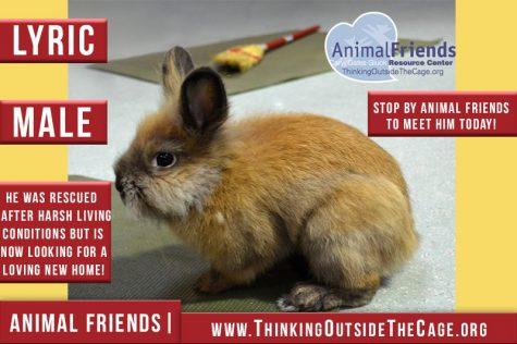 Pet of the Week: Lyric