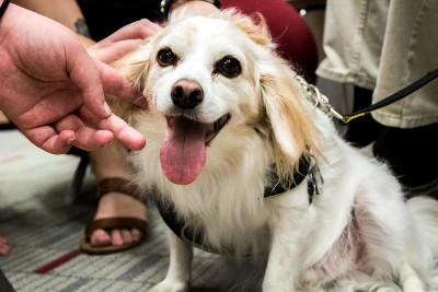 Therapets visit RMU as a way for students to relieve stress during the busy semester.  