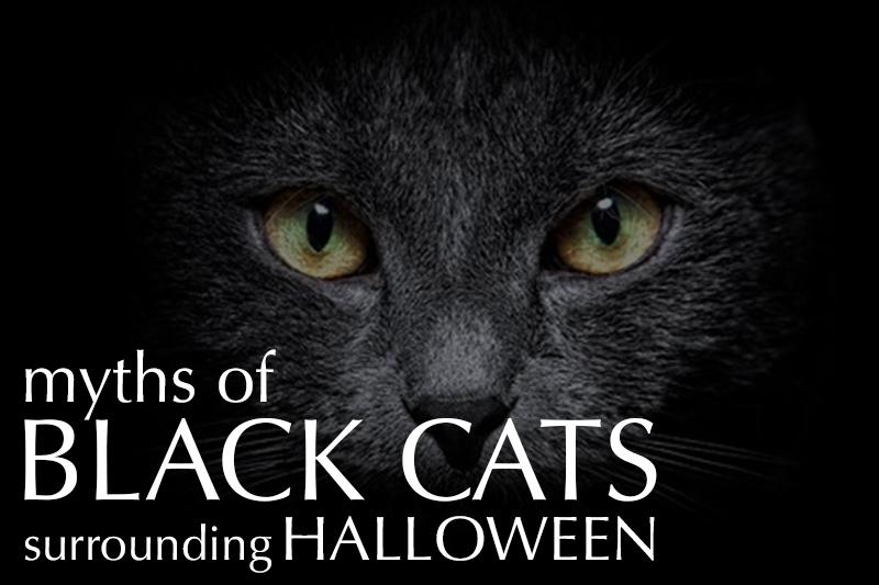 Debunking+the+myth+of+black+cats