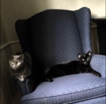 The sisters share a chair but not the same color.