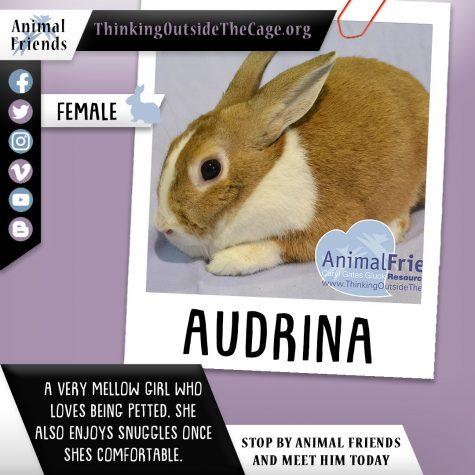 Pet of the Week: Audrina