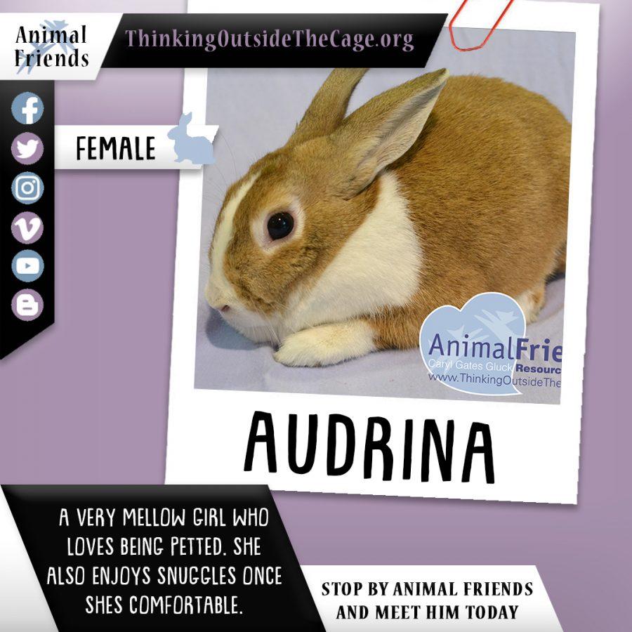 Pet of the Week: Audrina