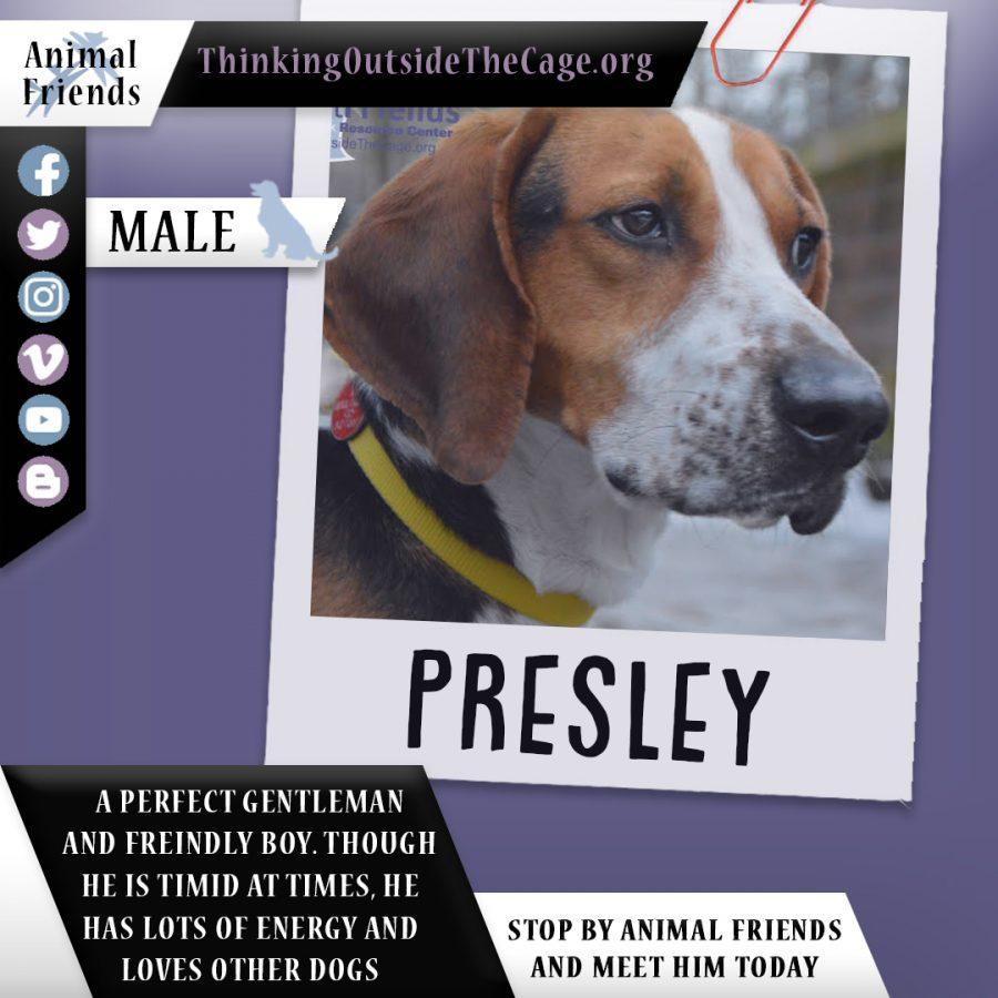 Pet of the Week: Presley