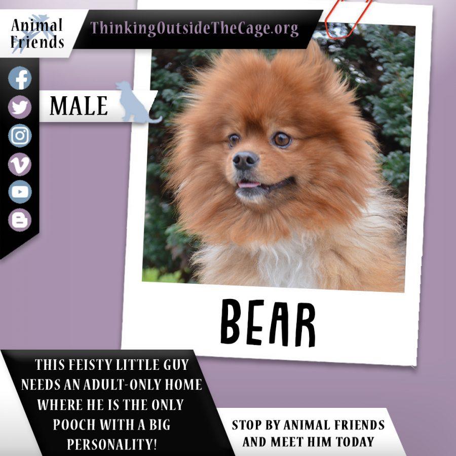 Pet of the Week: Bear