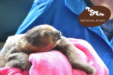 National Aviary introduces new baby sloth