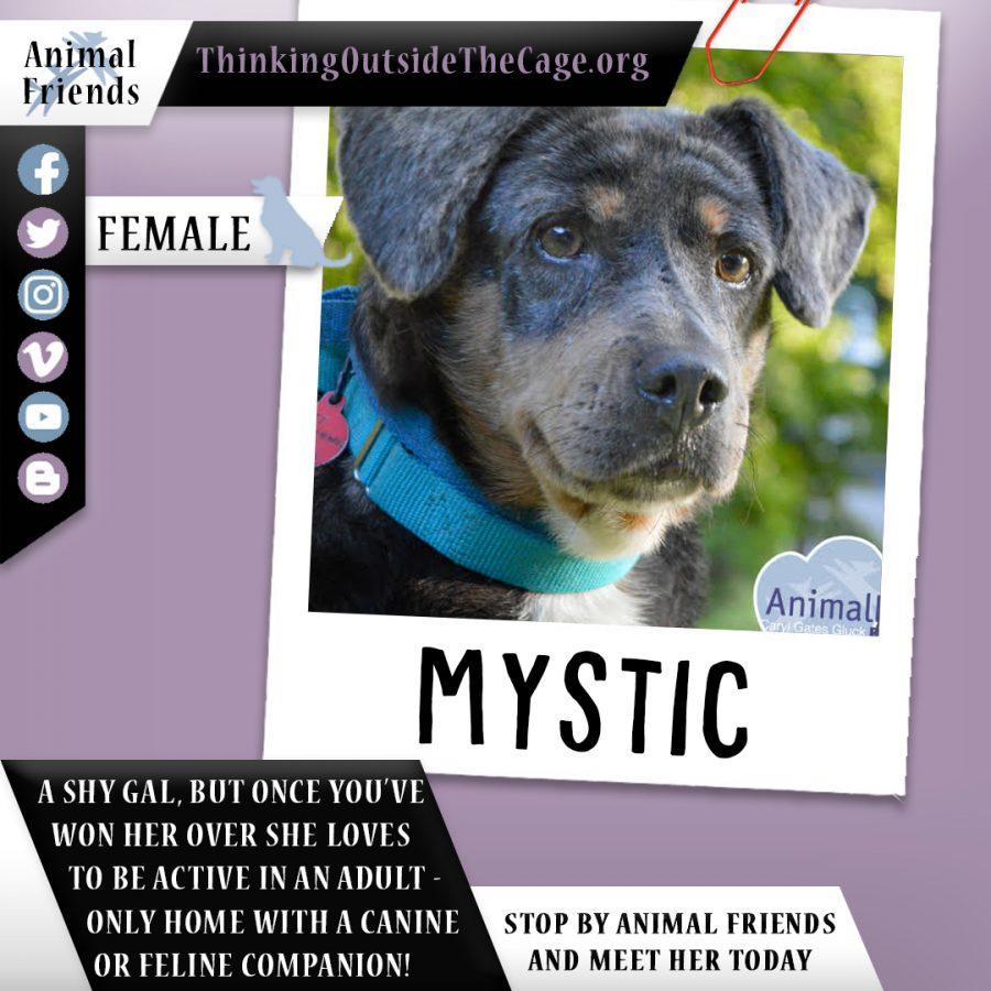 Pet of the Week: Mystic