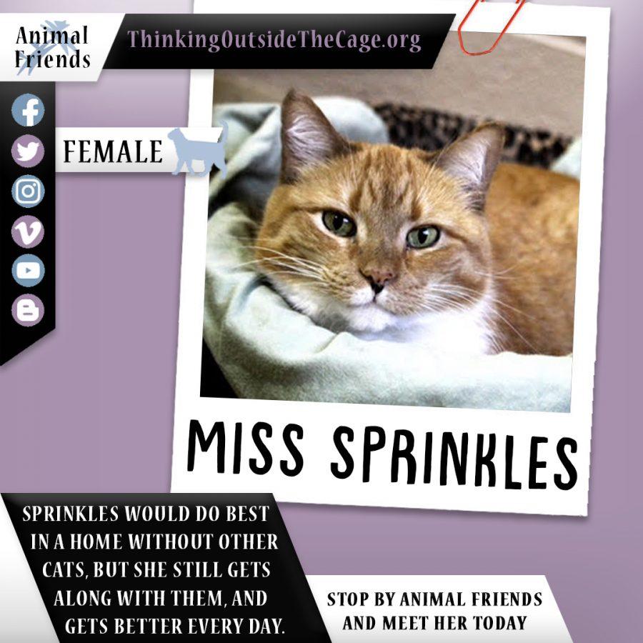 Pet of the Week: Miss Sprinkles