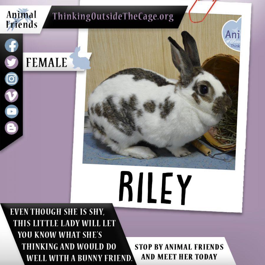 Pet of the Week: Riley