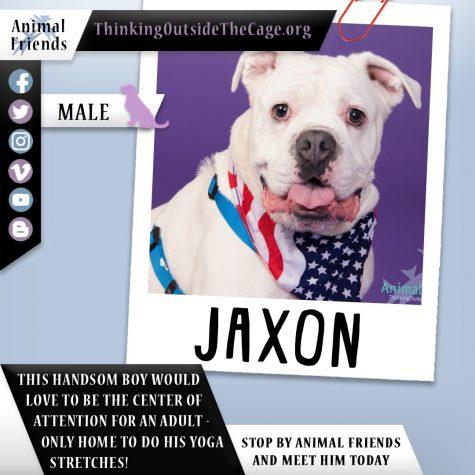Pet of the Week: Jaxon