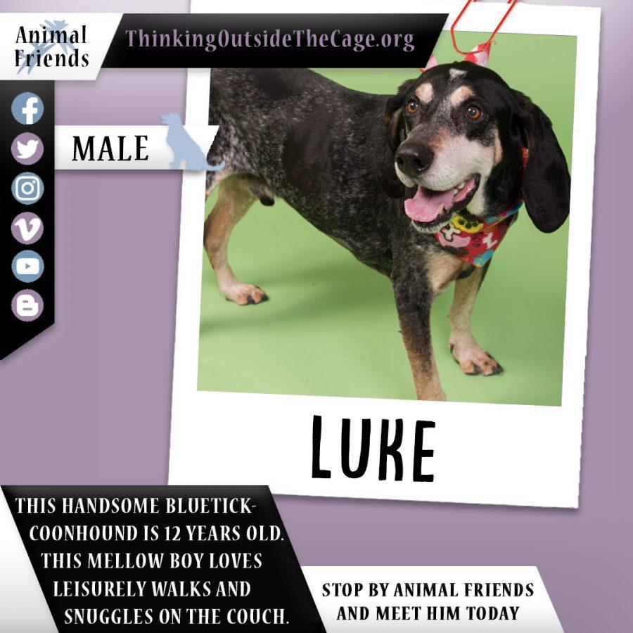 Pet of the Week: Luke