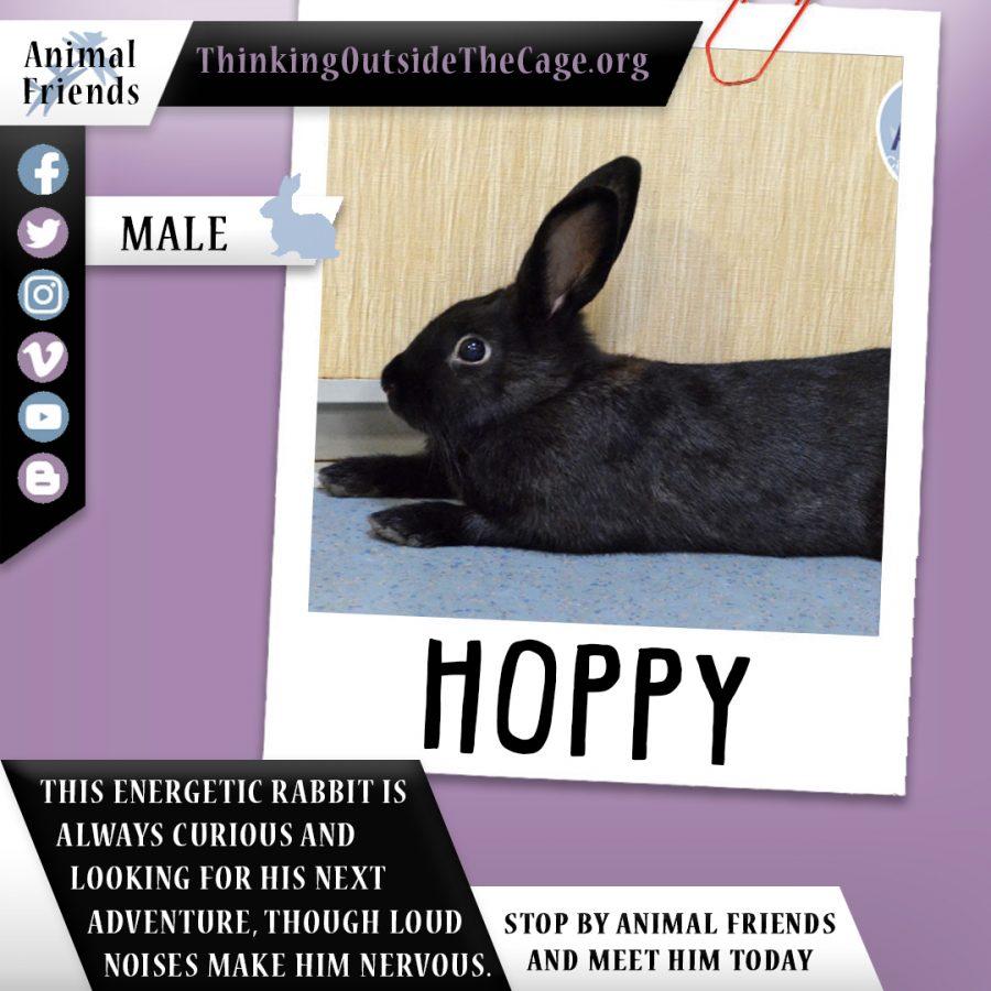 Pet of the Week: Hoppy