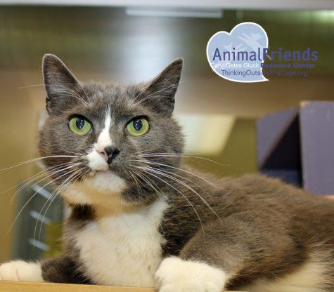 Pet of the Week: King Midas