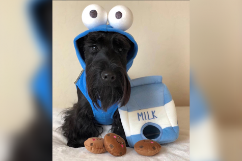 Dressing up your pet is a national event