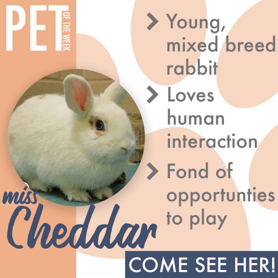 Pet of the Week(miss cheddar)
