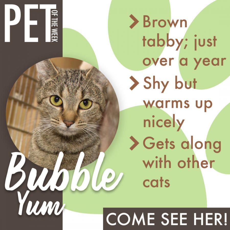 Pet of the Week(BubbleYum)