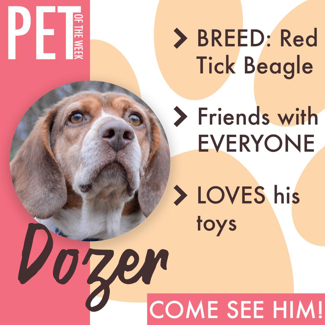 Animal Friends Pet of the Week: Dozer