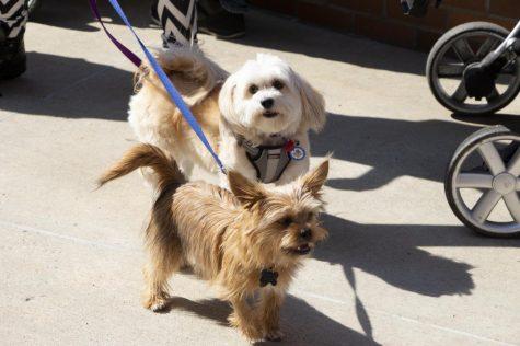 Shorkies Violet and Dash at 2019s Out of the Darkness Walk. Moon, PA. April 16, 2019. RMU Sentry Media/Garret Roberts. Photo credit: Garret Roberts