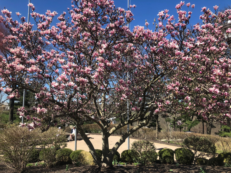 The flowers turn pink as the Spring is in the air on April 9, 2019 (Logan Carney/RMU Sentry Media).