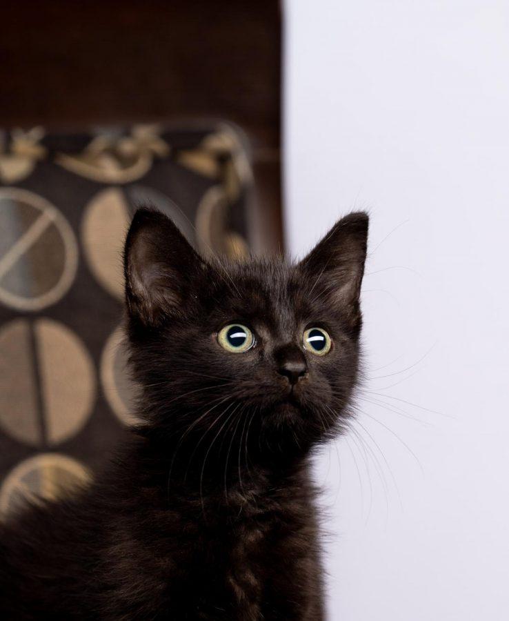 Binx