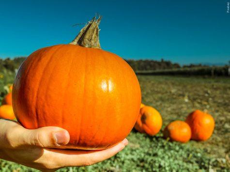 Pumpkin Patch