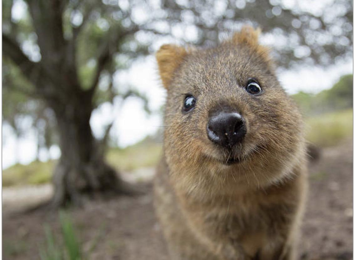 Australia Zoos Introduces Newest Member: the Quokka
