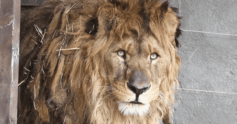 Worlds Loneliest Lion Gets Brand New Life