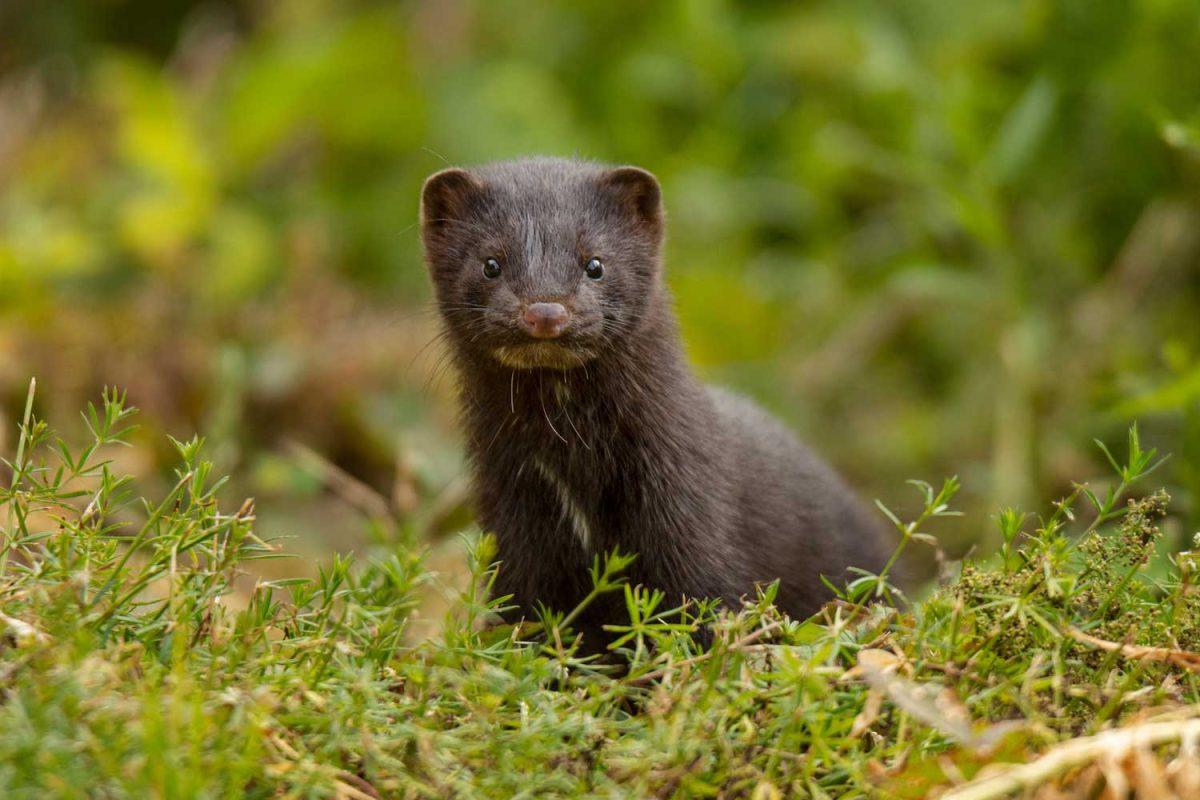 Mink Mayhem: Thousands of Minks Escape Farm in Pennsylvania