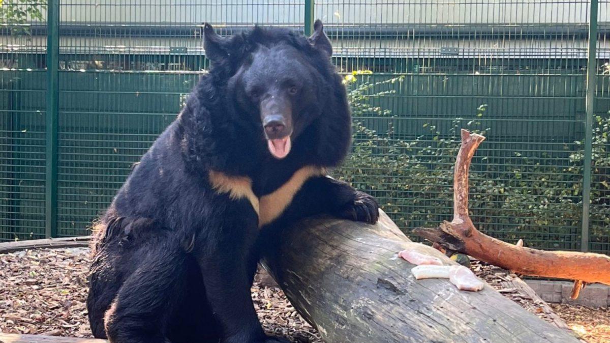 Ukrainian+Bear+Adopted+by+Scottish+Zoo