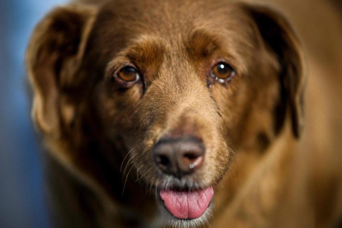 Bobi, the Worlds Oldest Dog in History, Dies at 31