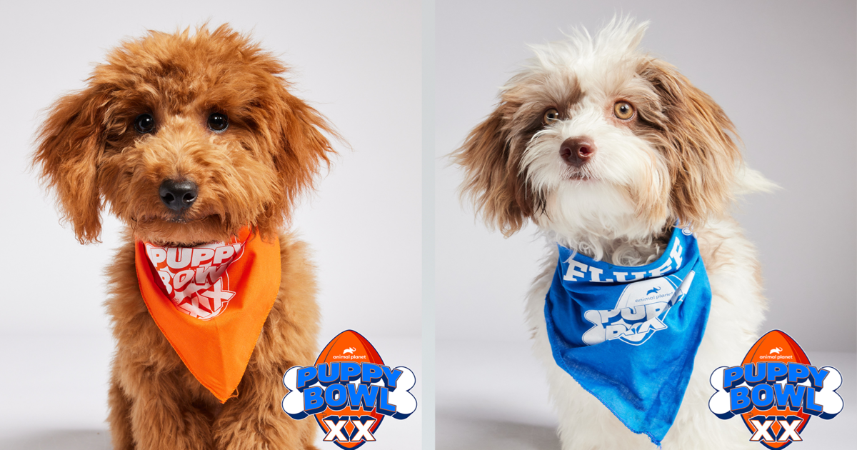 Pups from Pittsburgh Play in Puppy Bowl